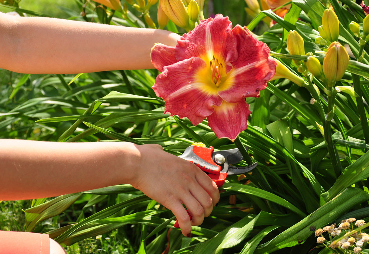 daylily gardening